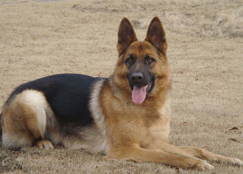 德國牧羊犬