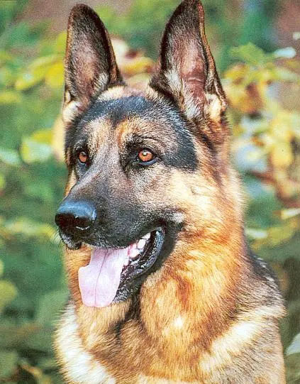 德國牧羊犬