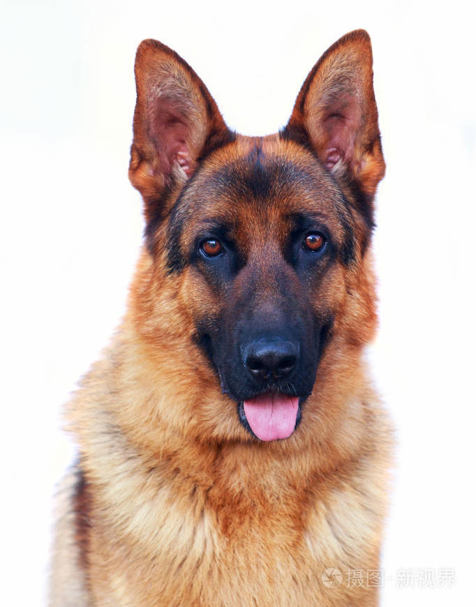 德國牧羊犬